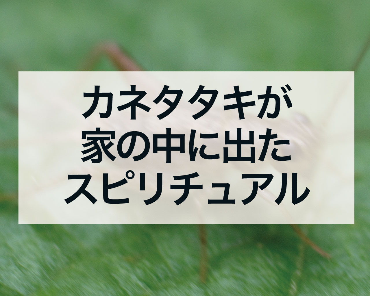 カネタタキが家の中に出たスピリチュアルな意味