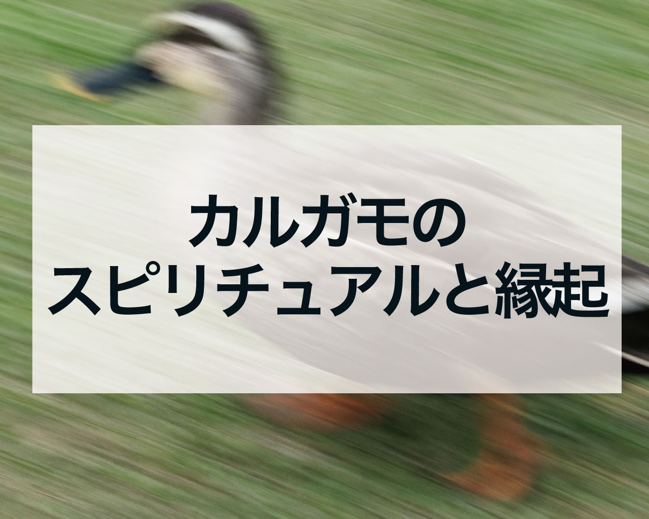 カルガモのスピリチュアルと縁起｜ツガイのカルガモは縁起がいい？