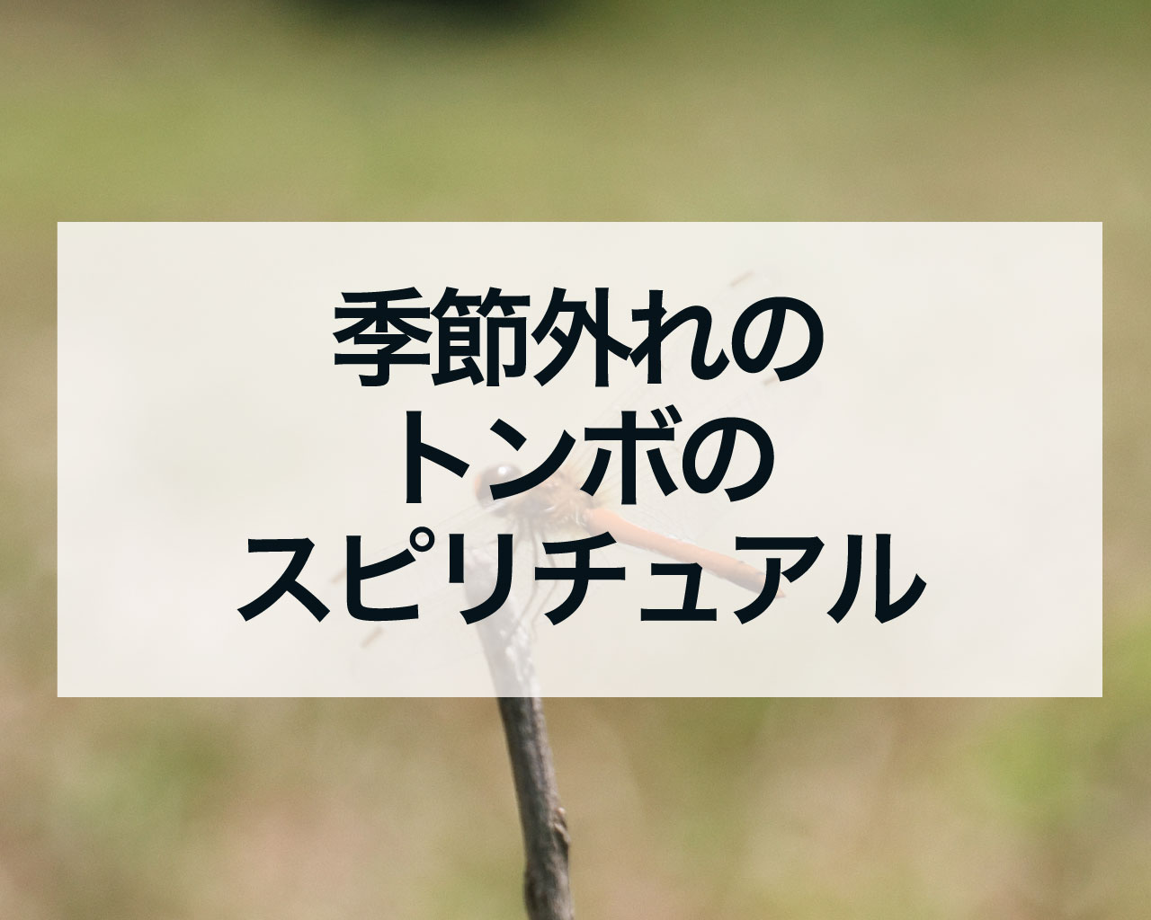 季節外れのトンボのスピリチュアル