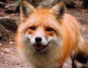 キツネを見たら縁起が良い?「いいことある」と言われる