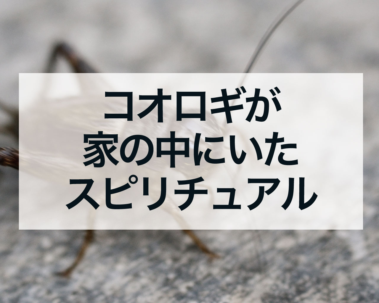 コオロギが家の中にいた玄関やお風呂場や台所にいた縁起とスピリチュアル