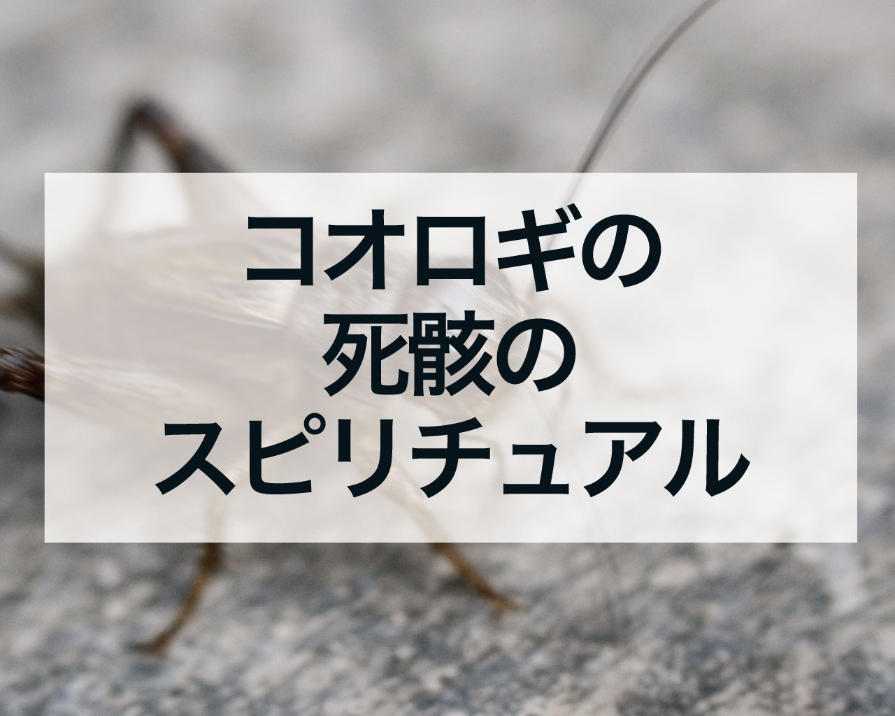コオロギの死骸のスピリチュアル