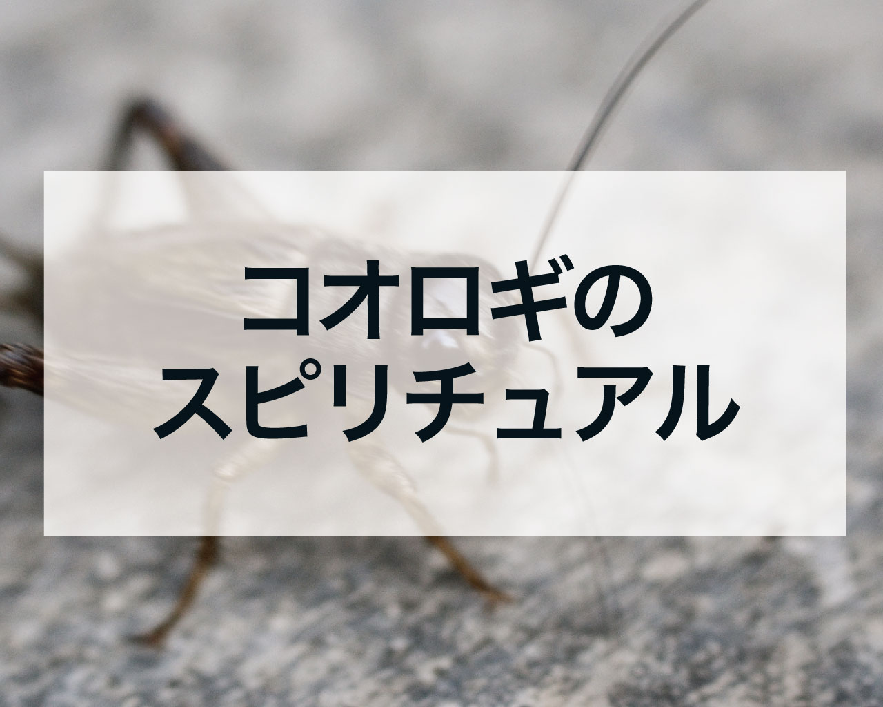 コオロギのスピリチュアル