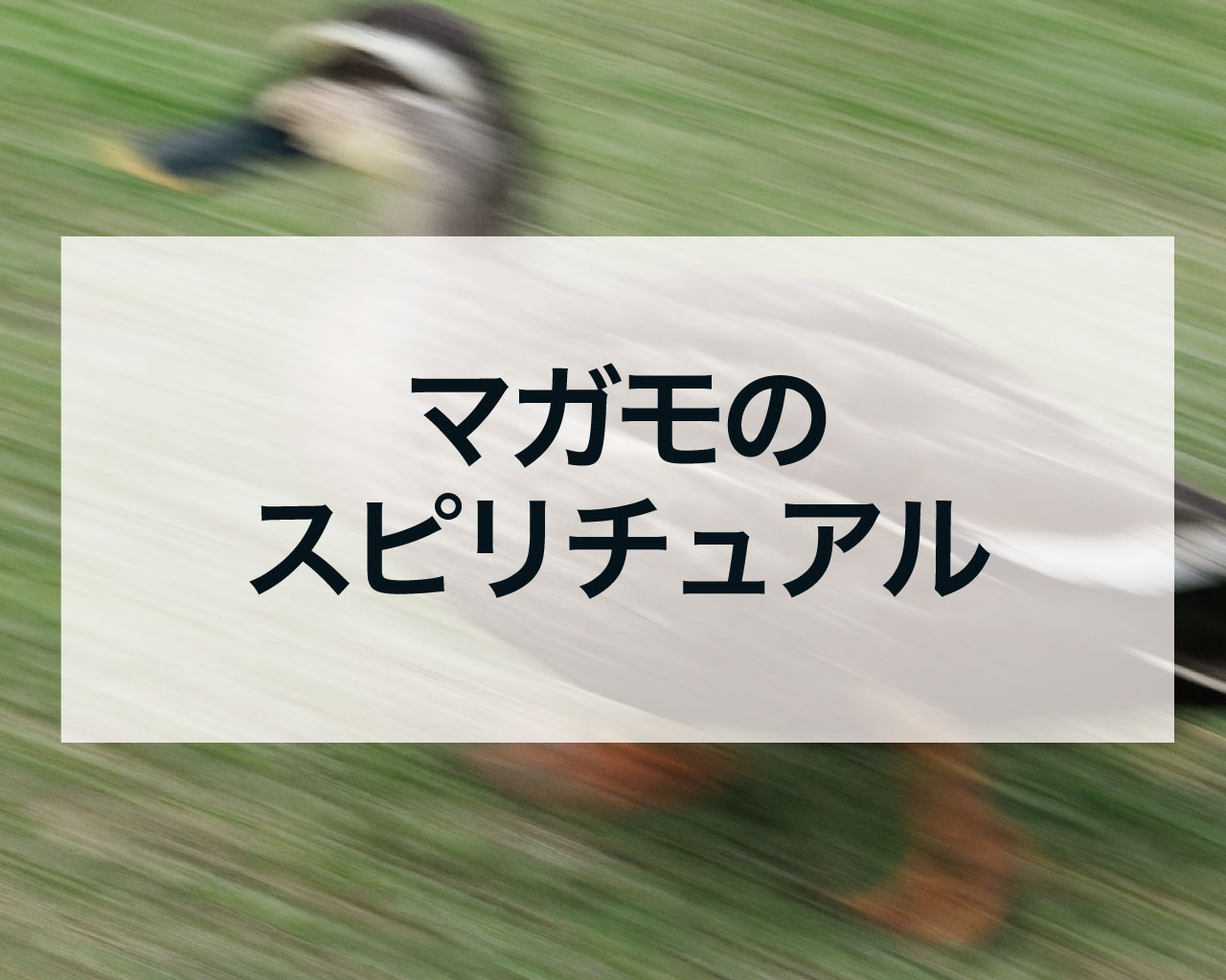 マガモのスピリチュアル