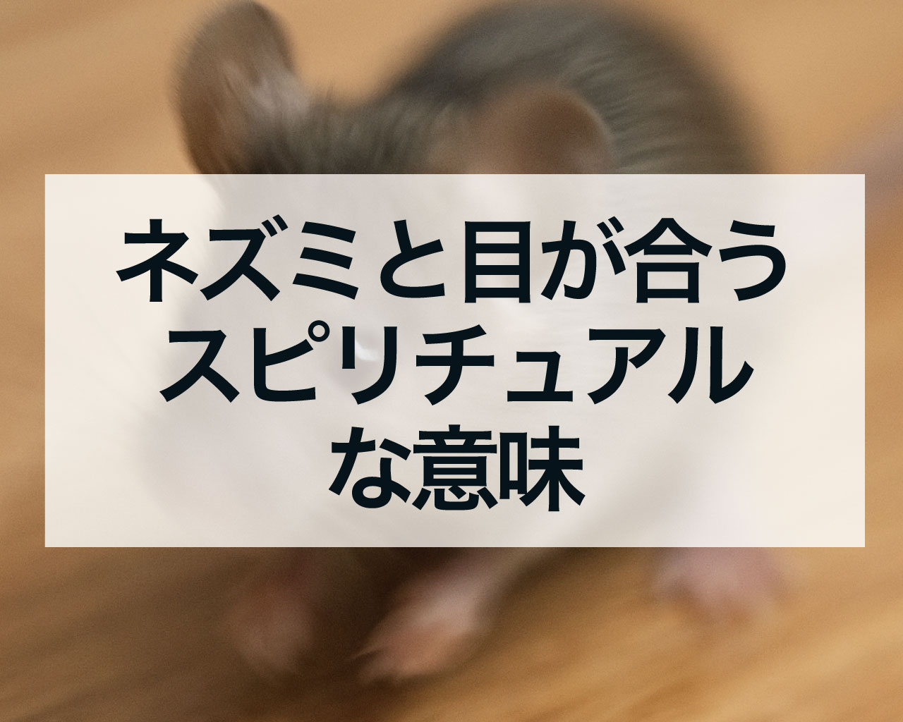 ネズミと目が合うスピリチュアルな意味