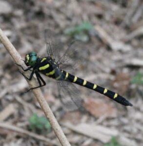 オニヤンマは、日本で見られるトンボの中でもっとも大きい種類として知られています。