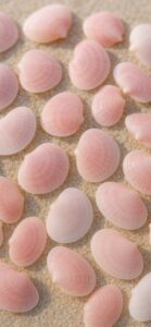 ピンクの貝の待ち受け