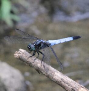 シオカラトンボは、日本ではとてもなじみ深いトンボのひとつです。平地の湿地、ため池、水田、川のよどみなどで普通に見られ、成虫は春から秋にかけて活動します。体長はおよそ5センチ前後で、成熟したオスは腹部に白い粉をふいたような青白い色合いになります。