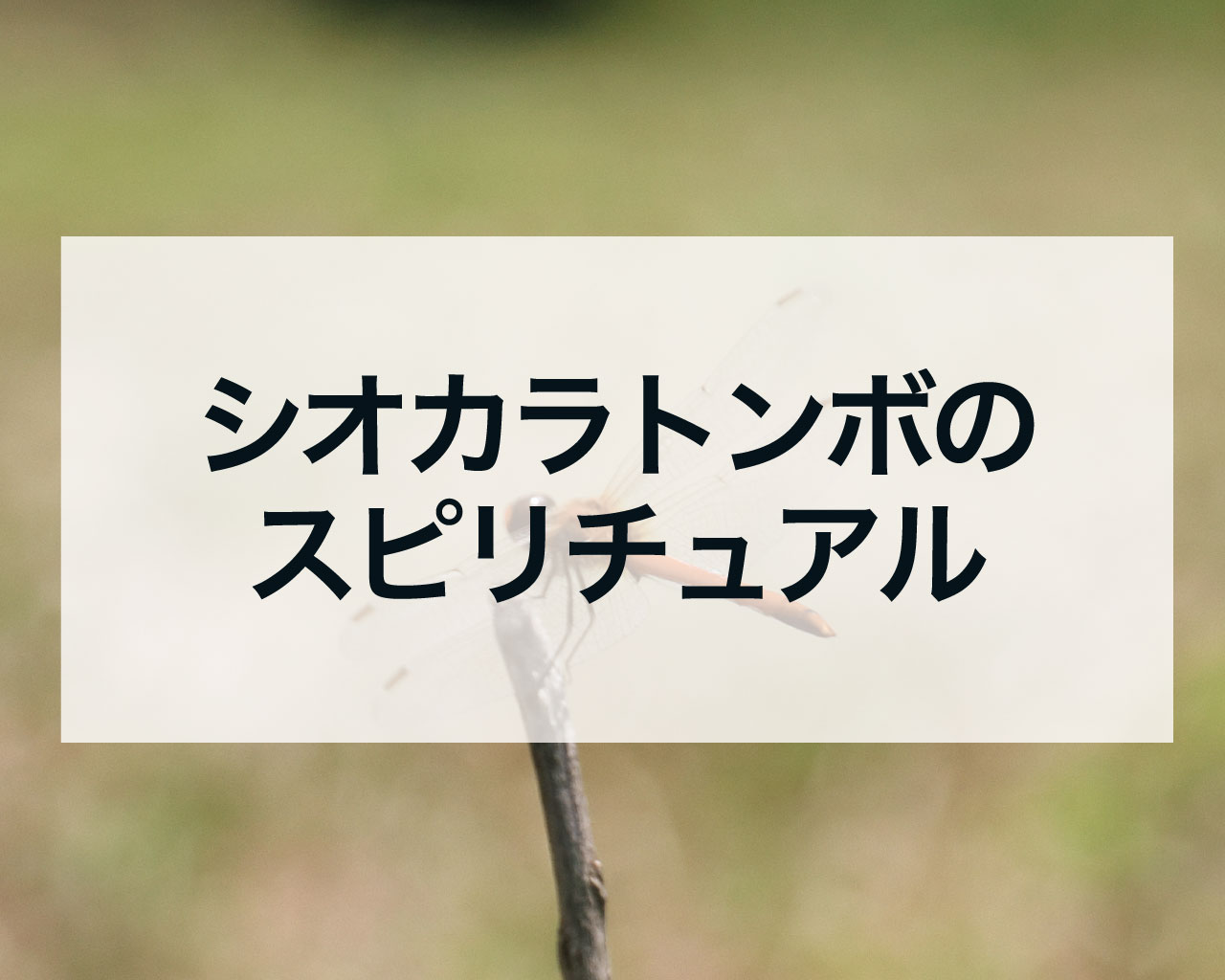 シオカラトンボのスピリチュアル