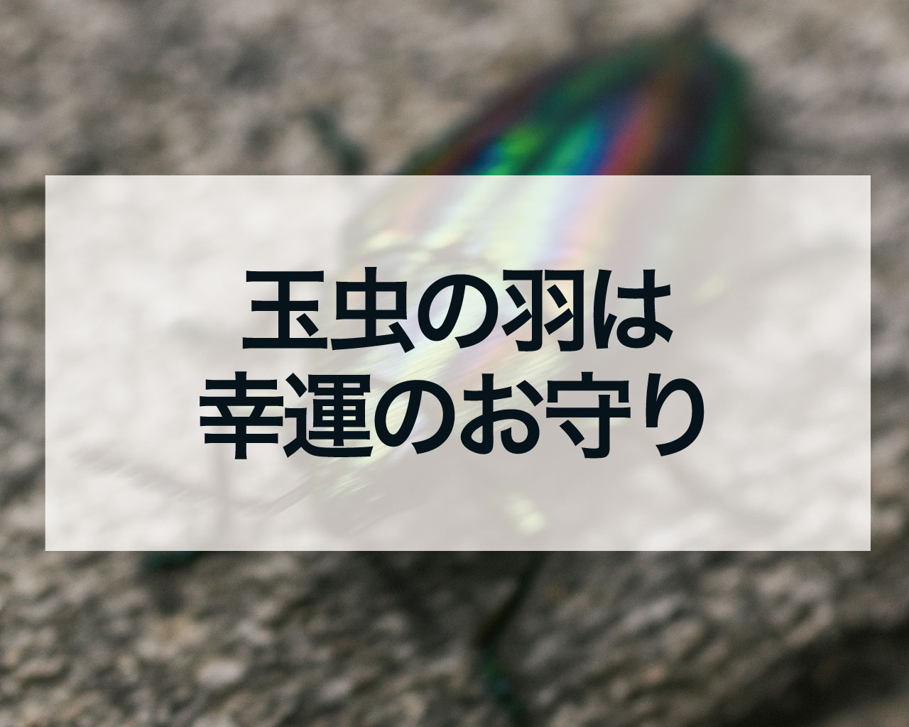 玉虫の羽は幸運のお守り、玉虫の死骸を財布に入れると金運アップ！