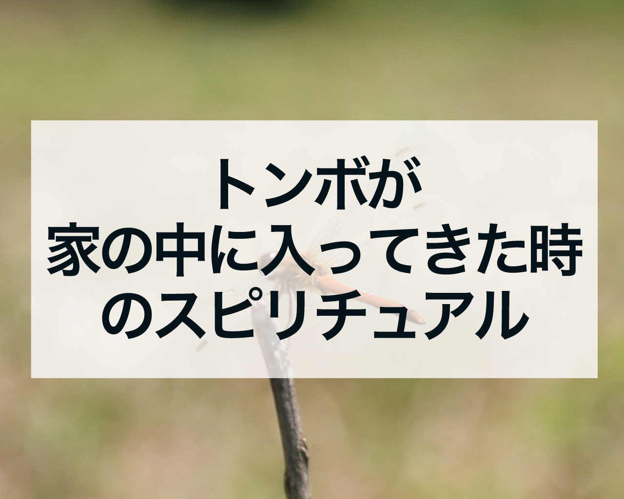 トンボが家の中に入ってきた時のスピリチュアル
