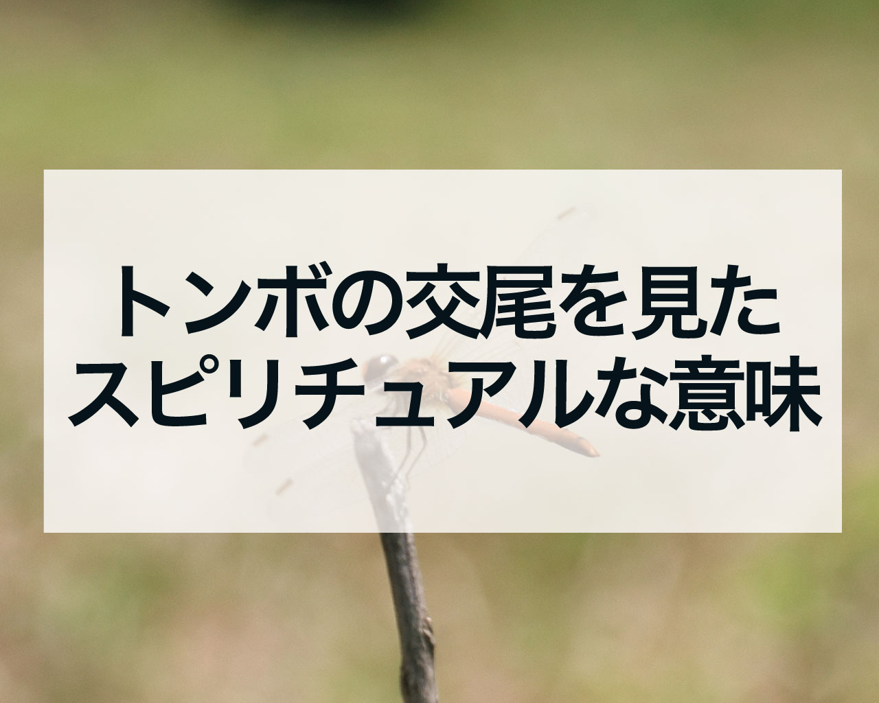 トンボの交尾を見たスピリチュアルな意味