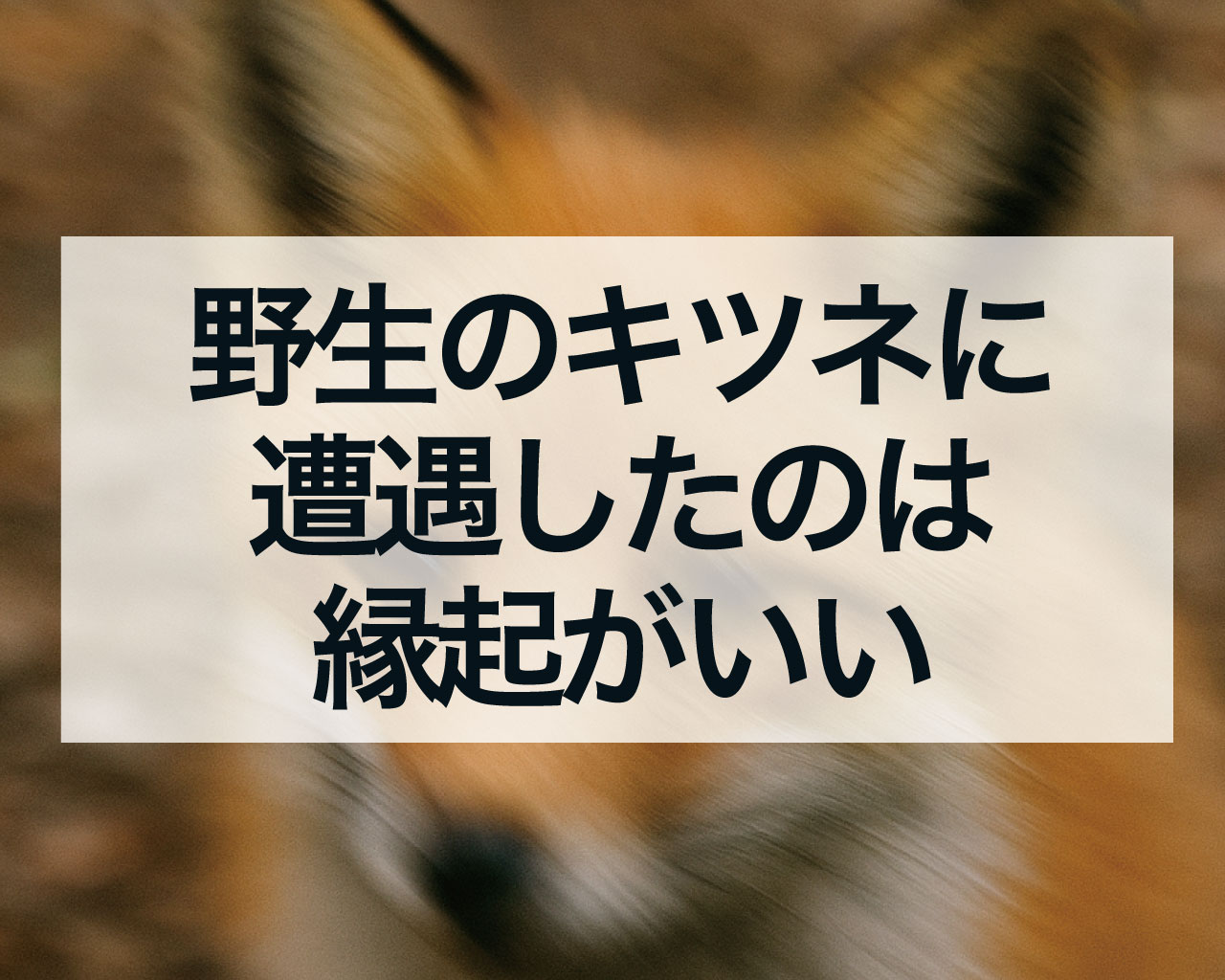野生のキツネに遭遇したのは縁起がいい？狐と金運のスピリチュアルな意味