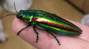 「玉虫」と聞いて多くの人が思い浮かべるのは、緑と金色が混ざり合うような光沢をまとったヤマトタマムシでしょう。角度によって色が変わるのは、塗料や色素ではなく、羽の表面構造が光を反射して起こる“構造色”に近い仕組みだからです。つまり玉虫の輝きは、偶然の美しさではなく自然がつくった光のトリック。