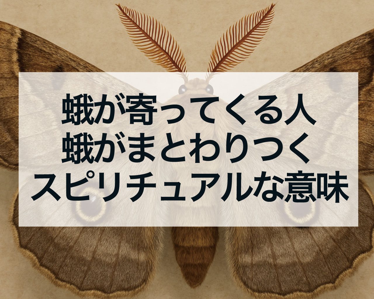 蛾が寄ってくる人の意味や蛾がまとわりつくスピリチュアルな意味