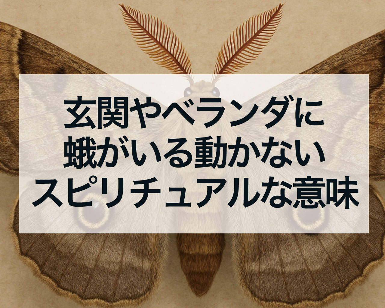 玄関やベランダに蛾がいる意味や蛾が動かないスピリチュアルな意味