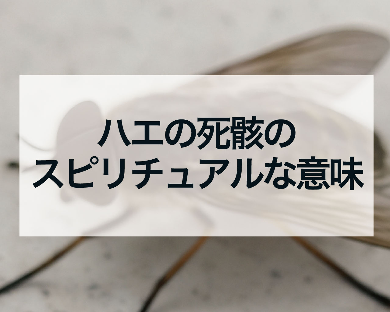 ハエの死骸は「身代わり」のサイン？ハエの死骸の場所別スピリチュアルな意味