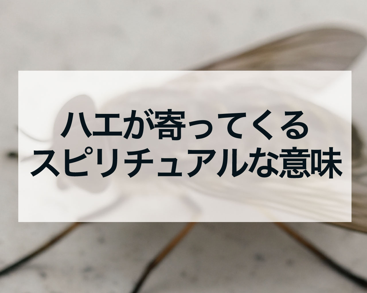 ハエが寄ってくるスピリチュアル、自分にだけ蝿が寄ってくる清潔でも蝿が寄ってくる意味は？