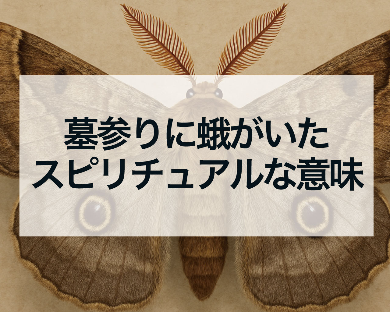 墓参りに蛾がいたスピリチュアルな意味