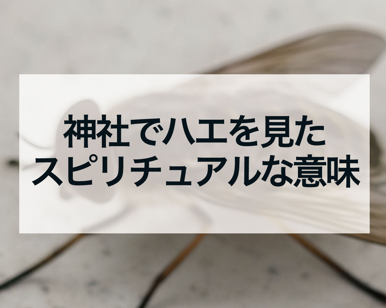 神社でハエを見た、蝿が神社で止まったスピリチュアルな意味【神様からの歓迎？】
