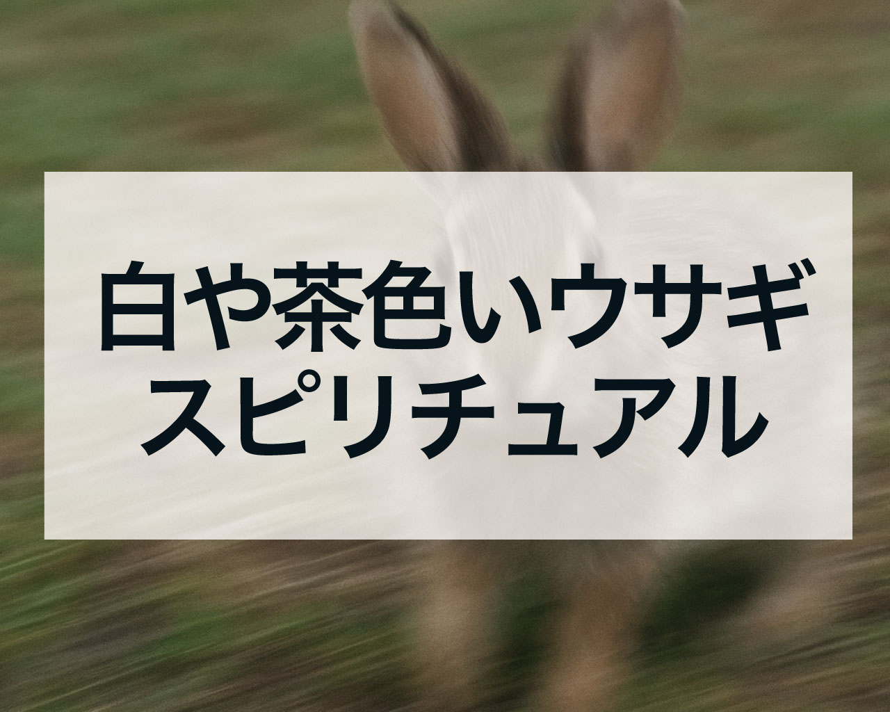 白いうさぎや茶色いウサギ、野兎を見た時のスピリチュアルな意味