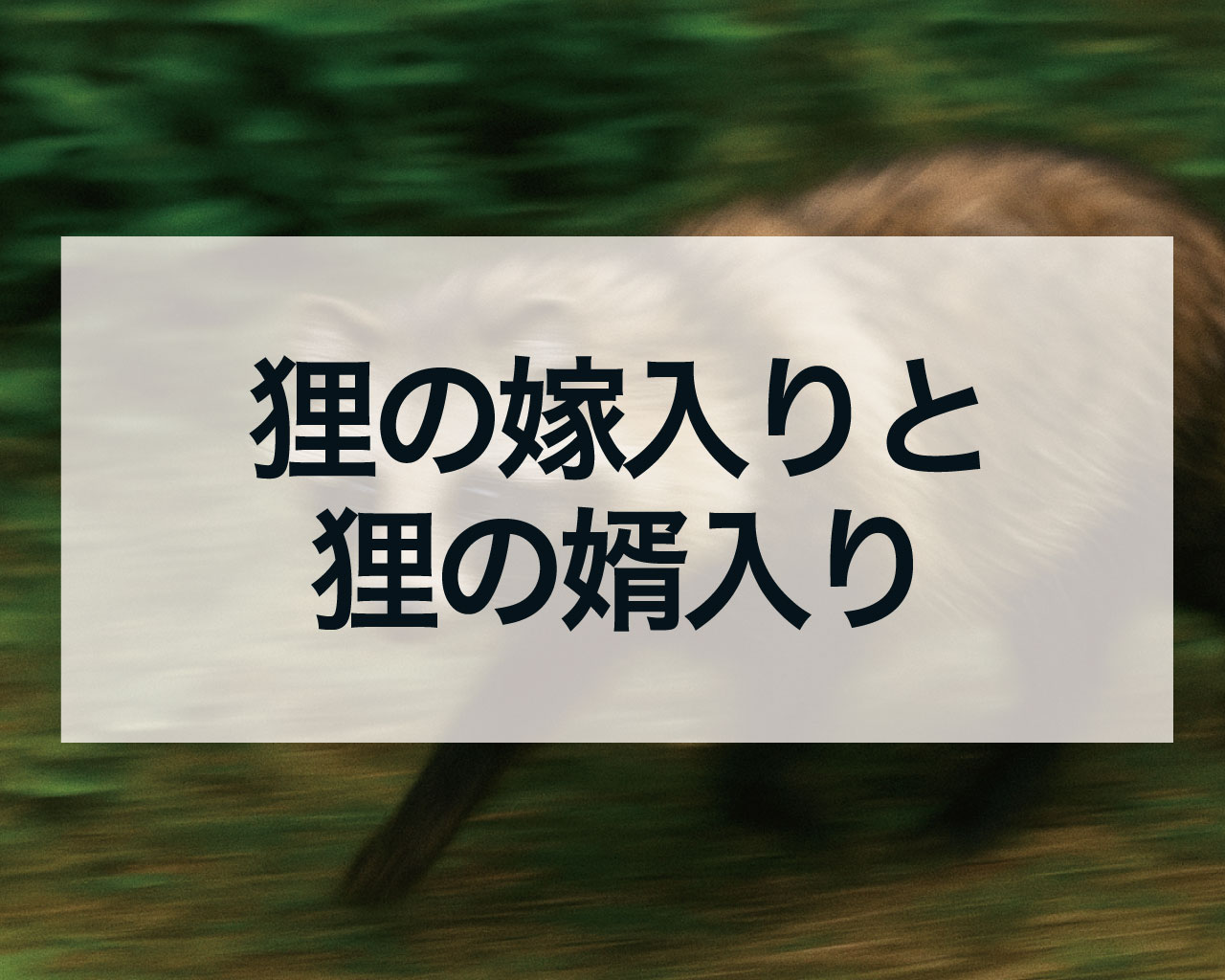 狸の嫁入りと狸の婿入りのスピリチュアルな意味