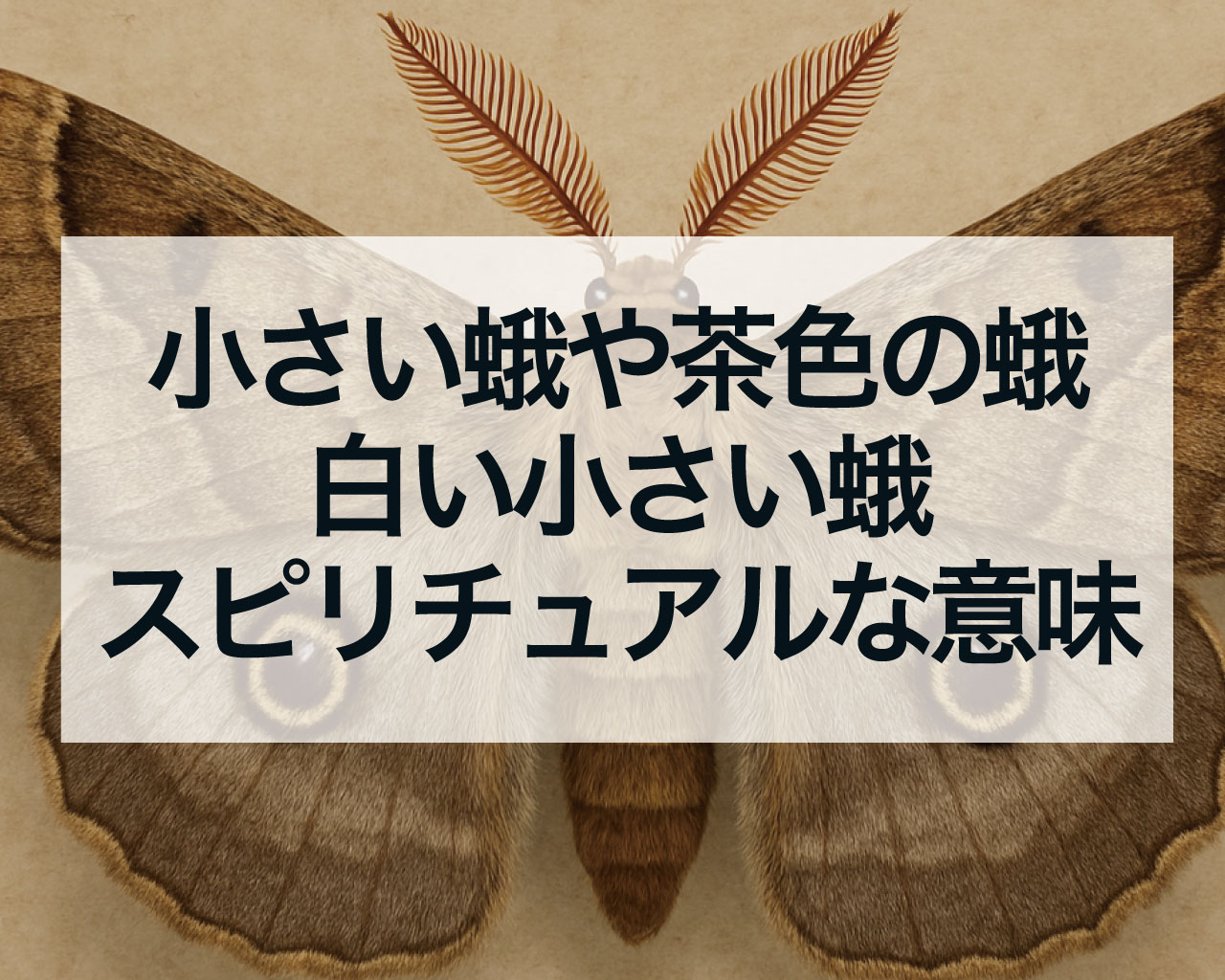 小さい蛾や茶色の蛾、白い小さい蛾スピリチュアルな意味