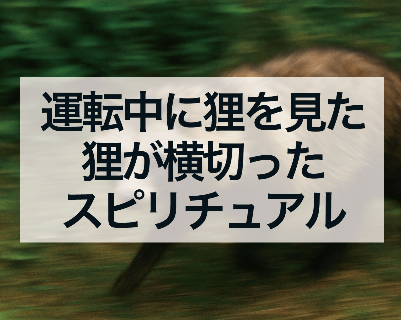 運転中に狸を見た・狸が横切ったスピリチュアルな意味