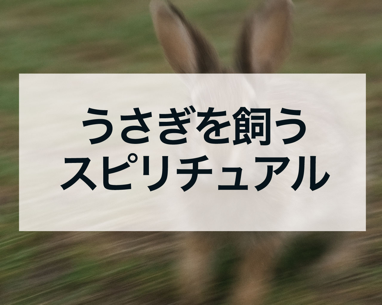 うさぎを飼うスピリチュアルな意味と風水は？恋愛・金運など運気が劇的に上がる理由を徹底解説