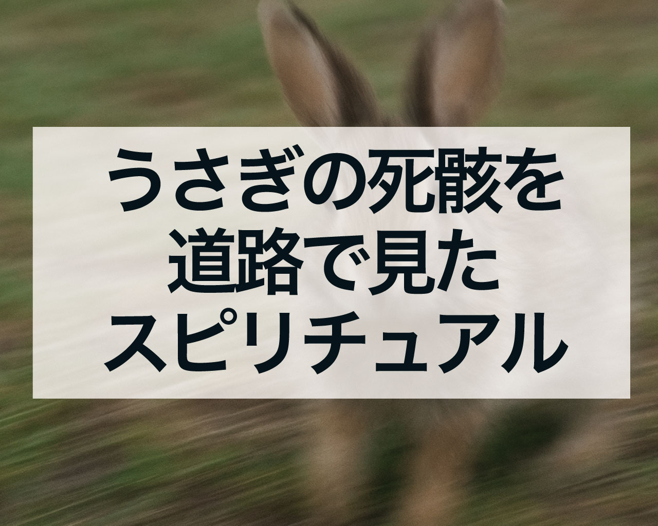 うさぎの死骸を道路で見たスピリチュアルな意味とは？不吉？それとも身代わり？メッセージを正しく受け取る方法