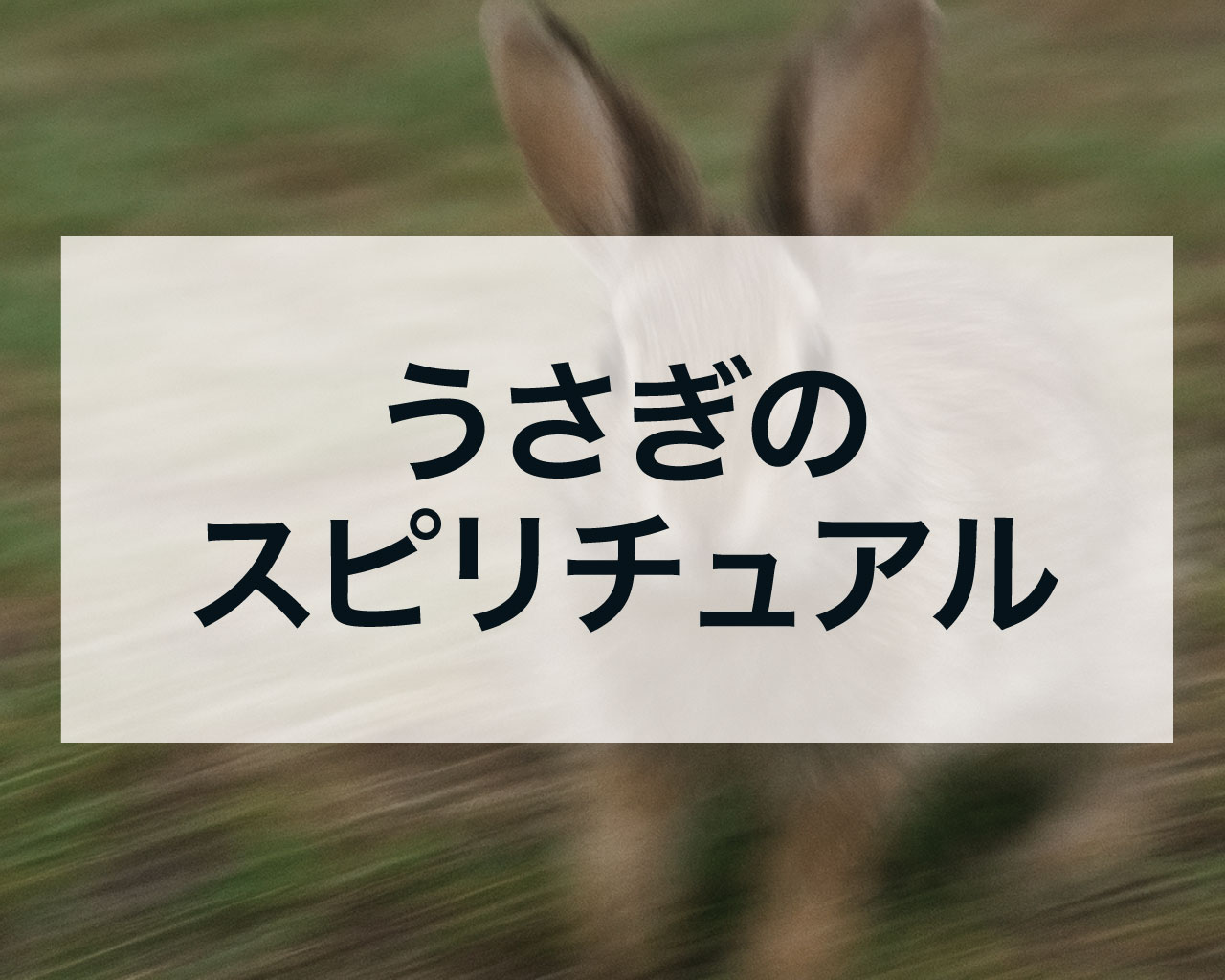 うさぎのスピリチュアルな意味とは？幸運・恋愛・金運のメッセージを徹底解説
