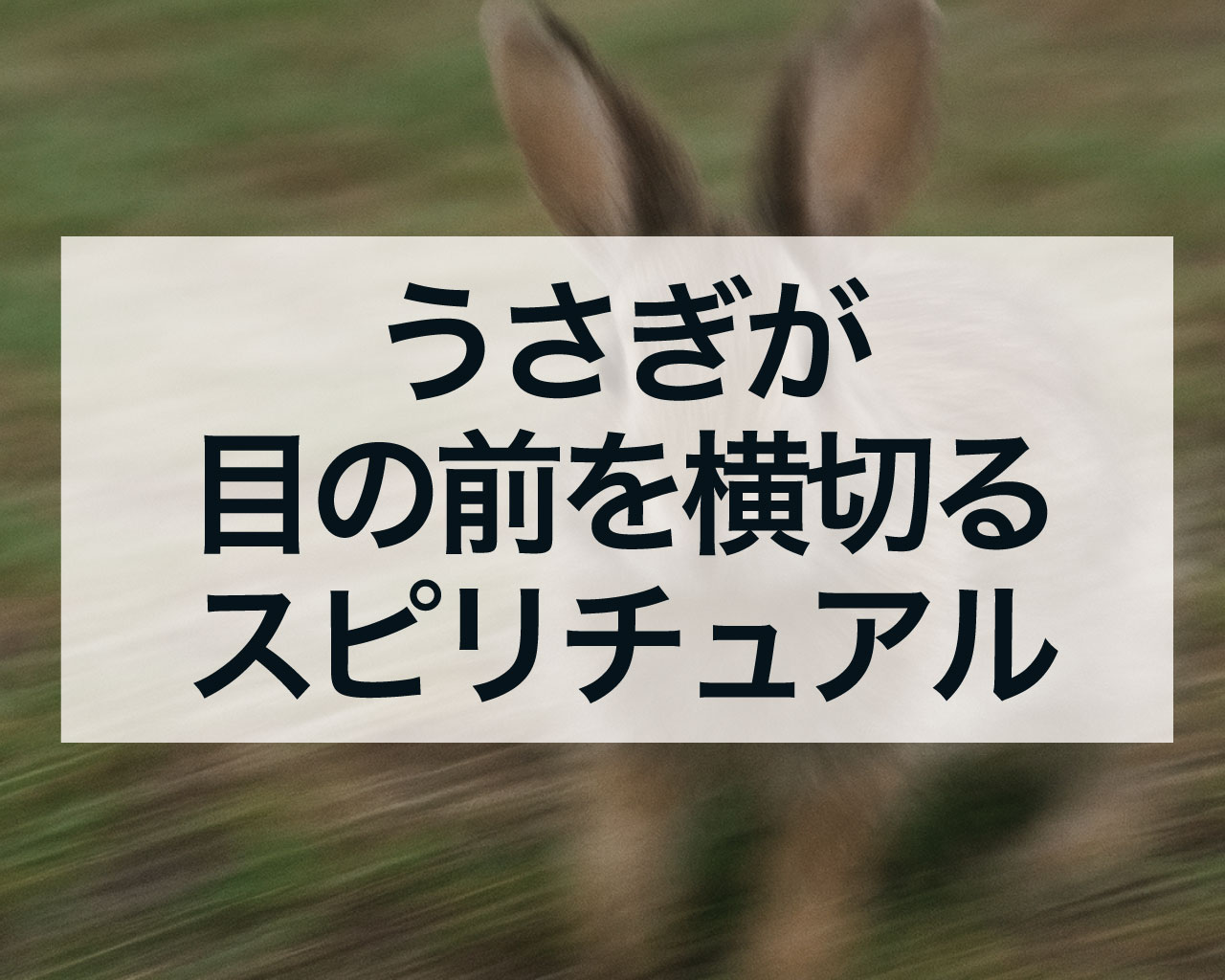 うさぎが目の前を横切るスピリチュアルな意味、右から・左からの違いや幸運のサインを徹底解剖