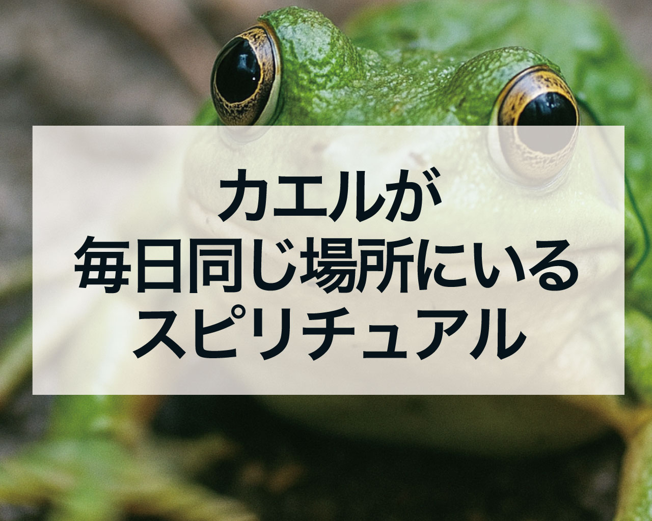 カエルが毎日同じ場所にいるスピリチュアルな意味とは？動かないカエルは「家の守り神」であり幸運定着のサイン