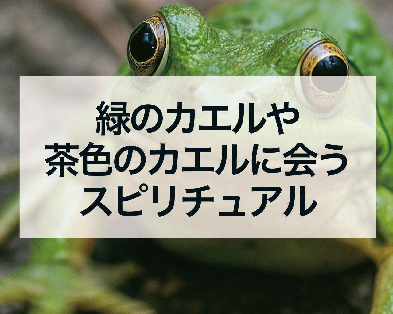 緑のカエルや茶色のカエルに会うスピリチュアルメッセージとは？幸運のサインを色別・場所別に徹底解説