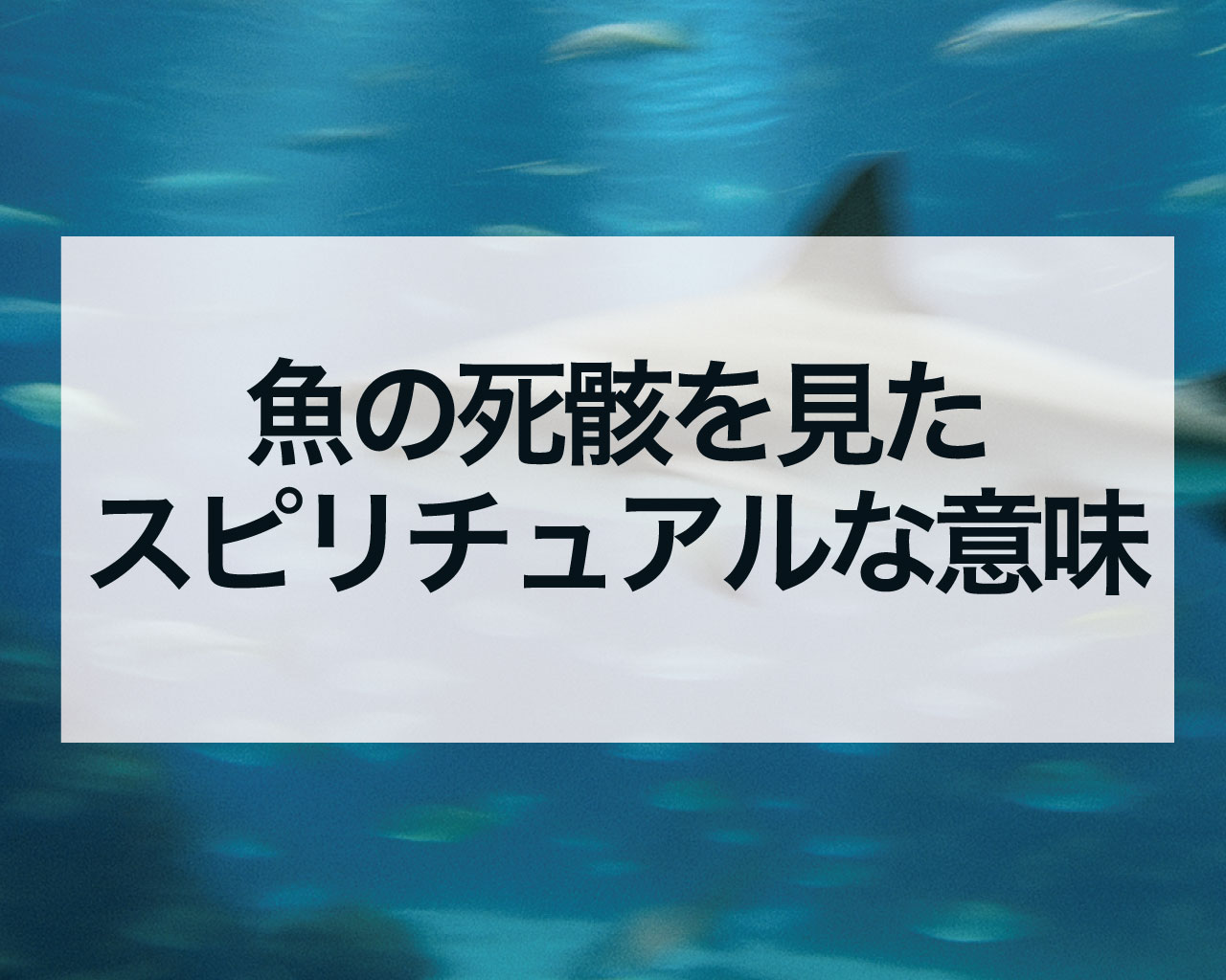 魚の死骸を見たスピリチュアルな意味とは？不吉なサイン？身代わり？メッセージを徹底解説