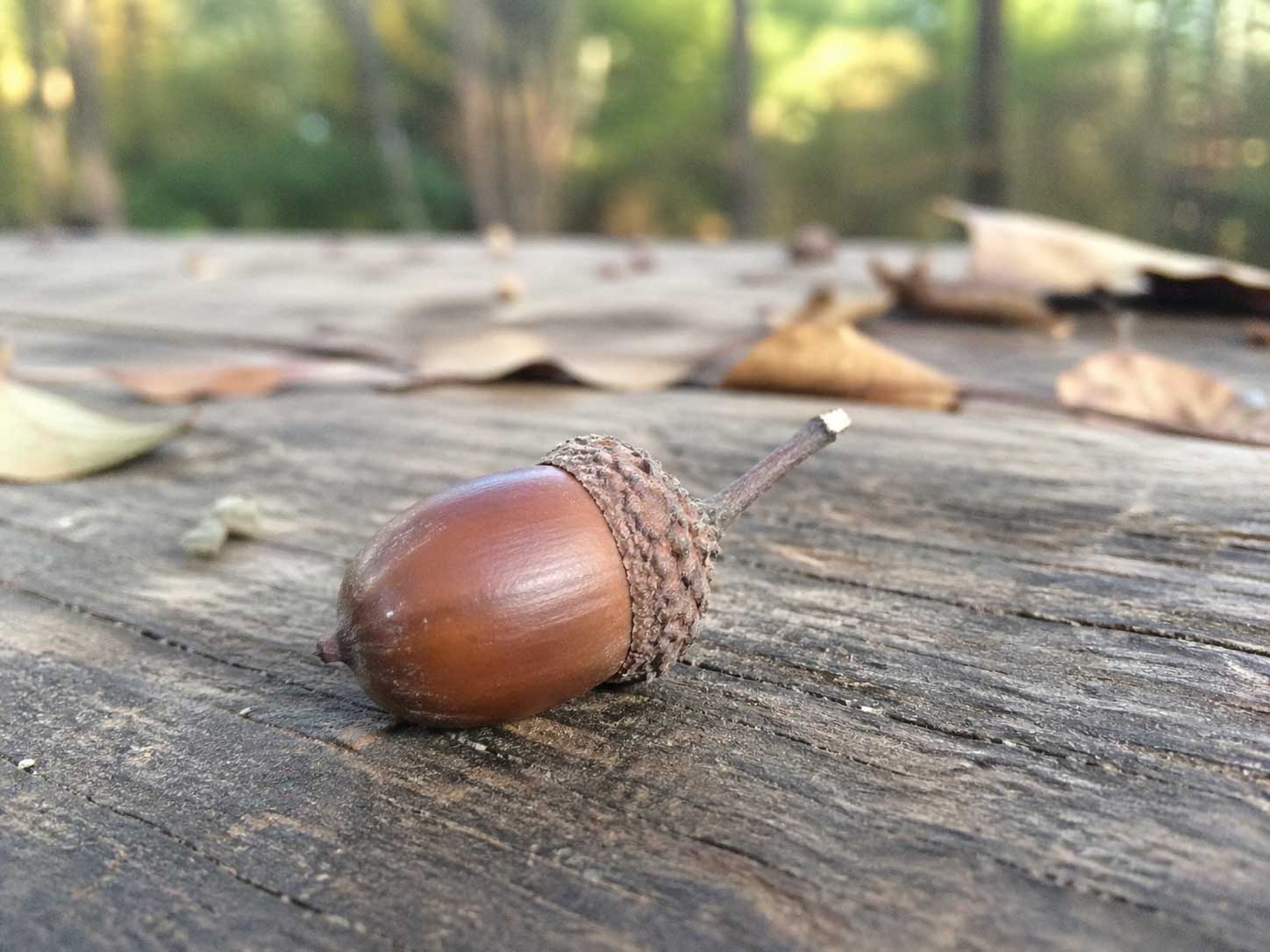 どんぐりのスピリチュアルな意味｜拾う・持ち帰る・お守りの効果・玄関風水まで完全解説