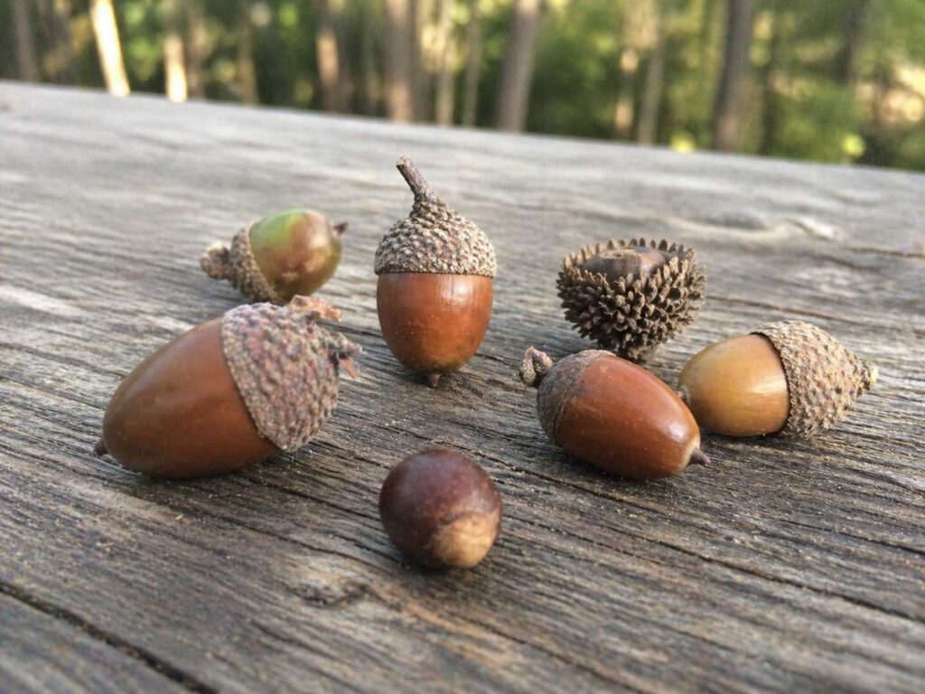 どんぐりのスピリチュアルな意味