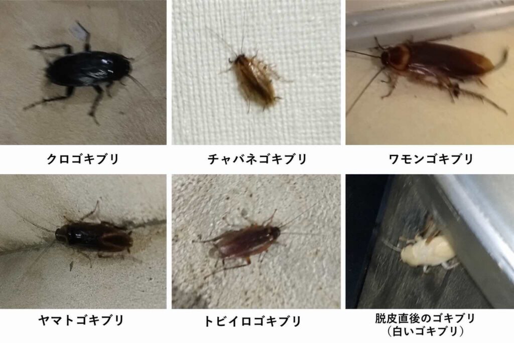 クロゴキブリ・チャバネゴキブリ・ワモンゴキブリ・ヤマトゴキブリ・トビイロゴキブリ・脱皮直後の白いゴキブリの比較イメージ