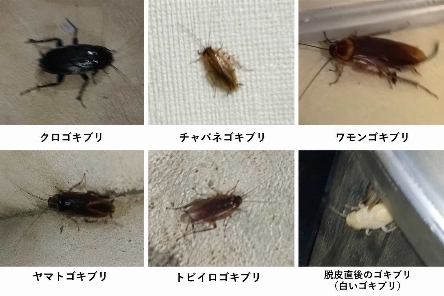クロゴキブリ・チャバネゴキブリ・ワモンゴキブリ・ヤマトゴキブリ・トビイロゴキブリ・脱皮直後の白いゴキブリの比較イメージ